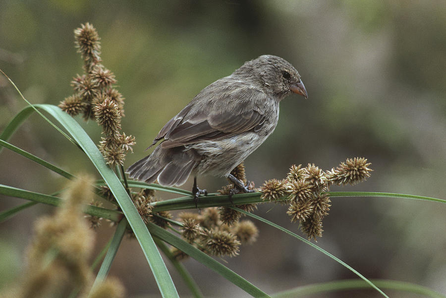 Small Ground-finch Female Feeding Photograph by Tui De Roy