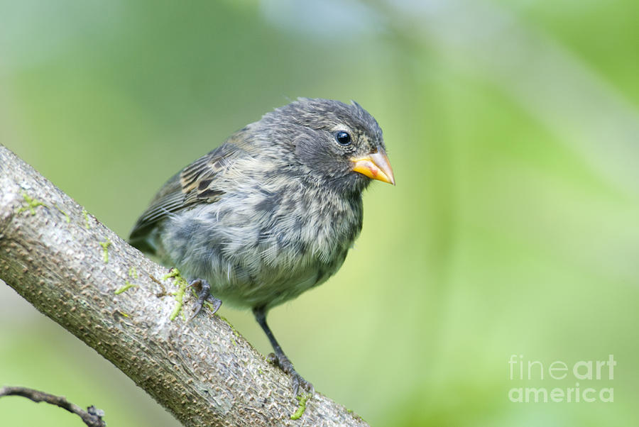 Small Ground Finch Photograph by William H. Mullins