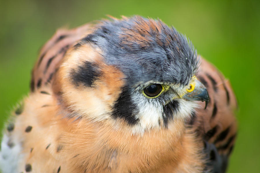 Hawk Photograph - Small hawk by David Jones