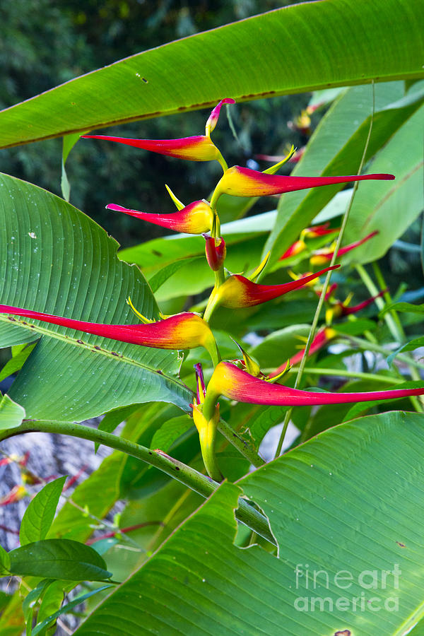 Small Heliconia Photograph by Kathy McClure