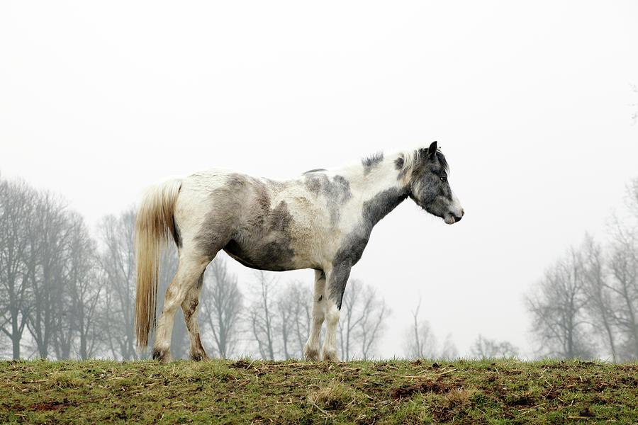 Small Horse Posing Photograph by Marcel Ter Bekke