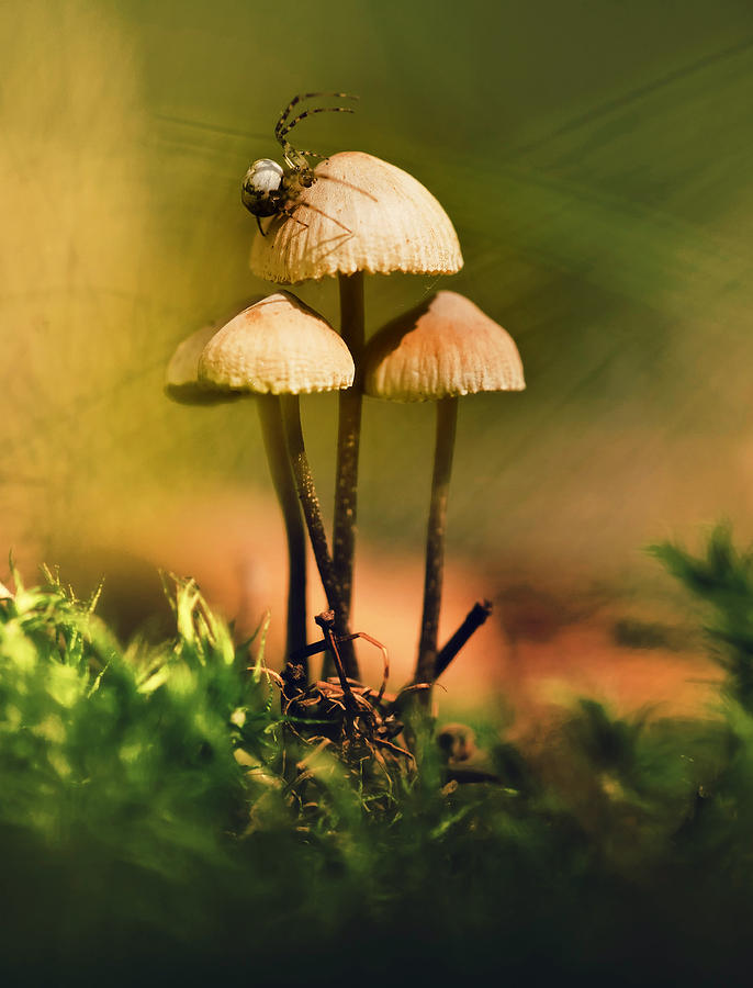 Mushroom Photograph - Small Hunter by Jaroslaw Blaminsky