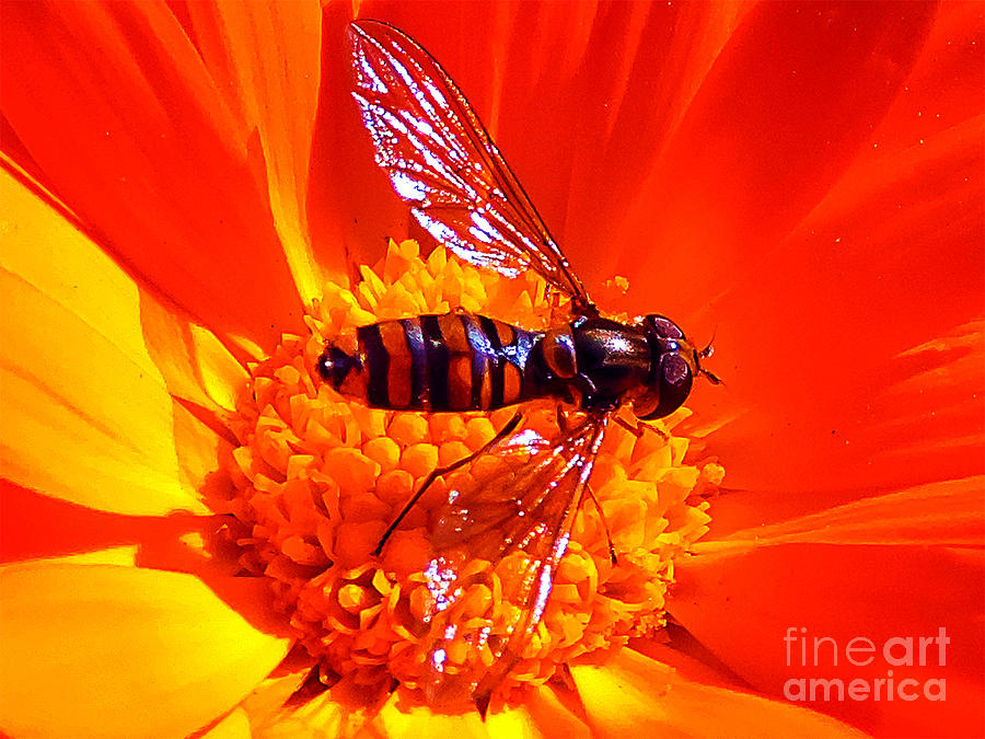 Flower Photograph - Small Insect by Elvira Ladocki