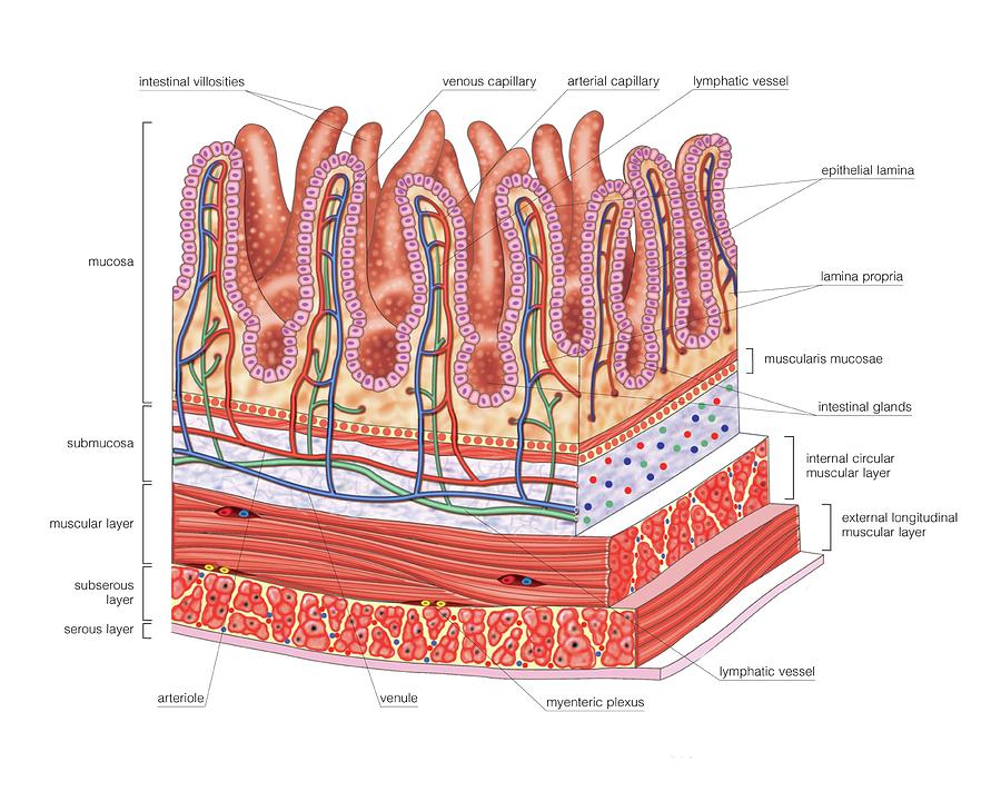 small intestine anatomy layers
