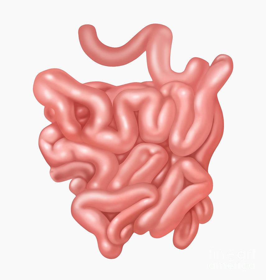 Inside Small Intestine Diagram