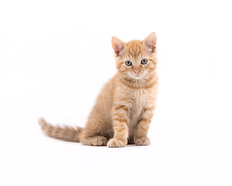 Small kitten posing Photograph by © by Martin Deja