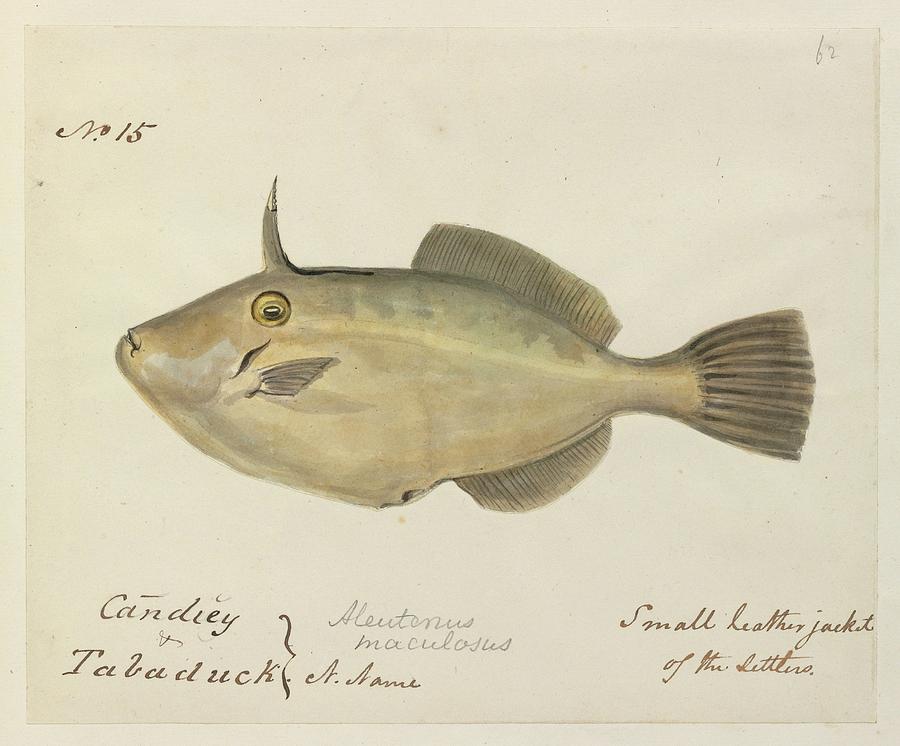 Fish Photograph - Small Leatherjacket Fish by Natural History Museum, London/science Photo Library