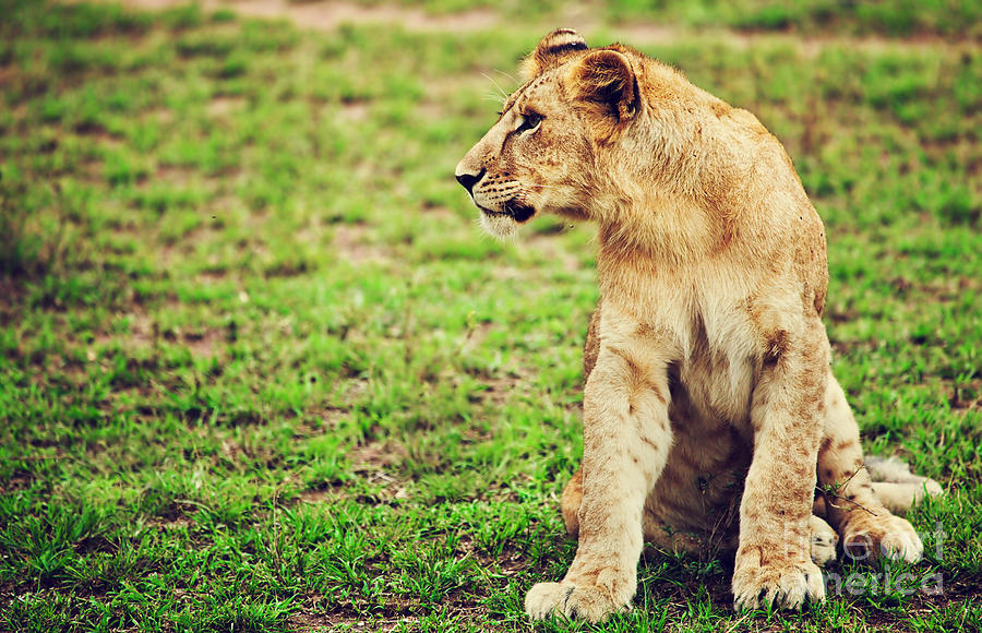 Small lion cub portrait. Tanzania Photograph by Michal Bednarek