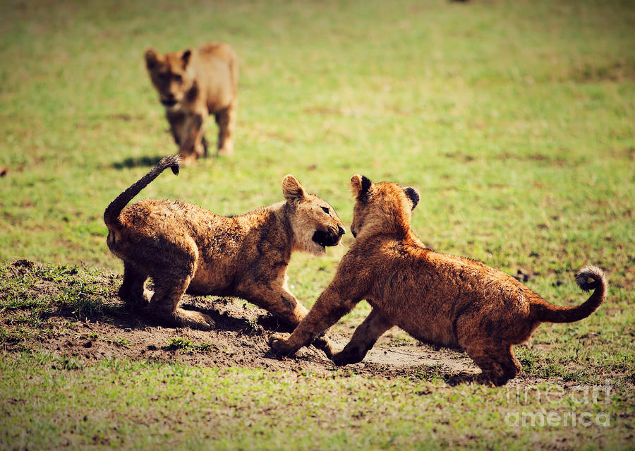 Small lion cubs playing. Tanzania Photograph by Michal Bednarek