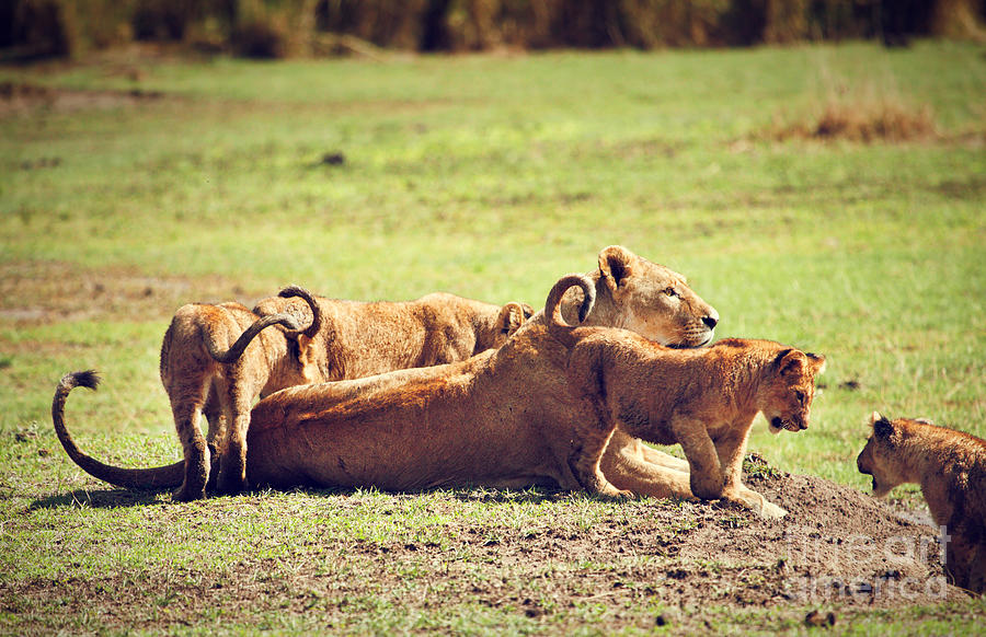 Small lion cubs with mother. Tanzania Photograph by Michal Bednarek