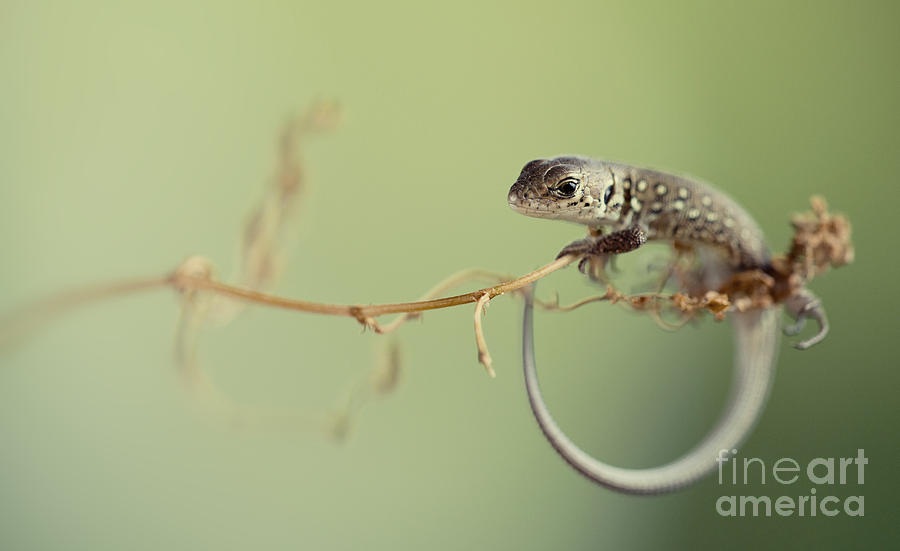 Small lizard sitting on the branch Photograph by Jaroslaw Blaminsky