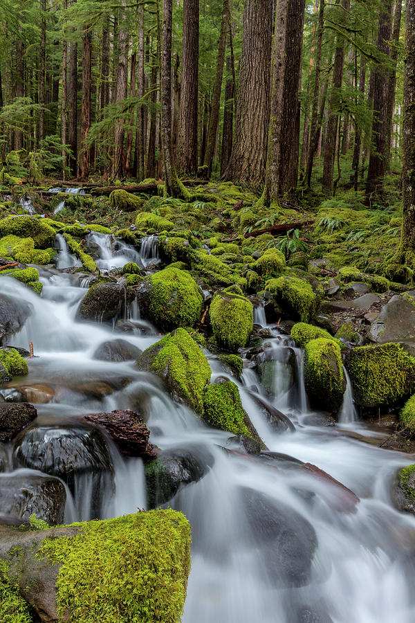 Small Lush Creek, Sol Duc Valley Photograph by Chuck Haney - Fine Art ...