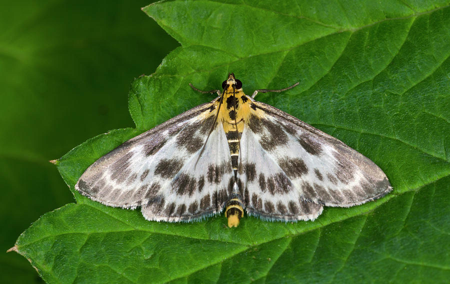 Insects Photograph - Small Magpie Moth by Nigel Downer