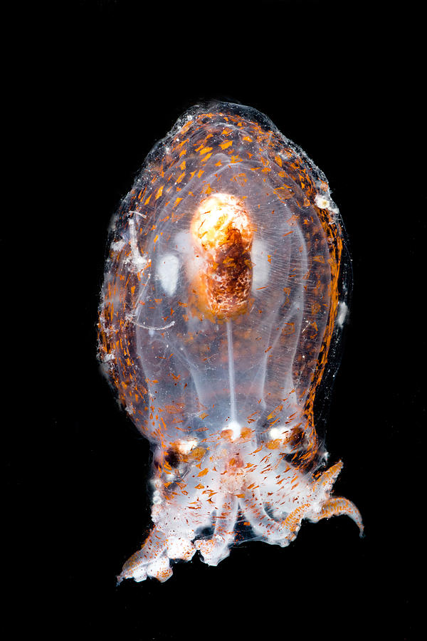 Small Mesopelagic Octopus Bolitaena Photograph by Danté Fenolio - Fine ...