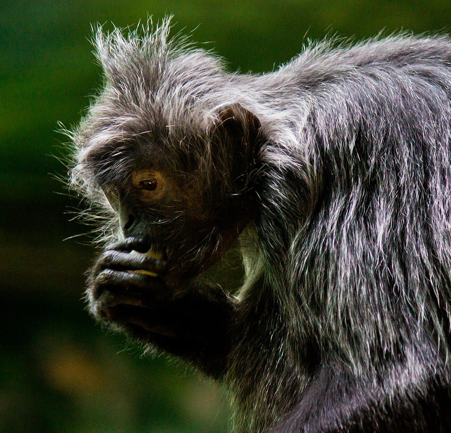 Small Monkey Eating Photograph by Jonny D