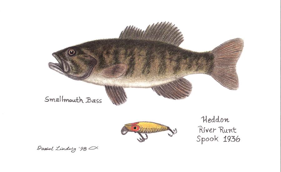 Fish Drawing - Small Mouth Bass and River Runt Spook Lure 1936 by Daniel Lindvig