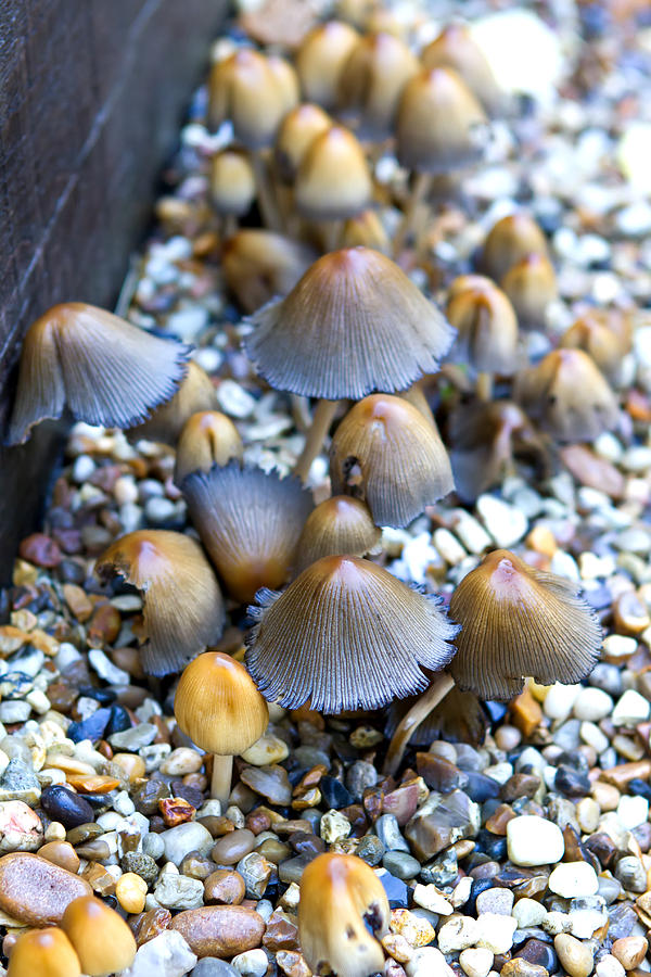 Small Mushrooms Growing Amongst The Gravel Photograph by Fizzy Image ...