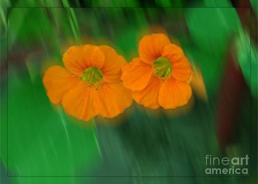 Small Orange Aspens Bordered Photograph