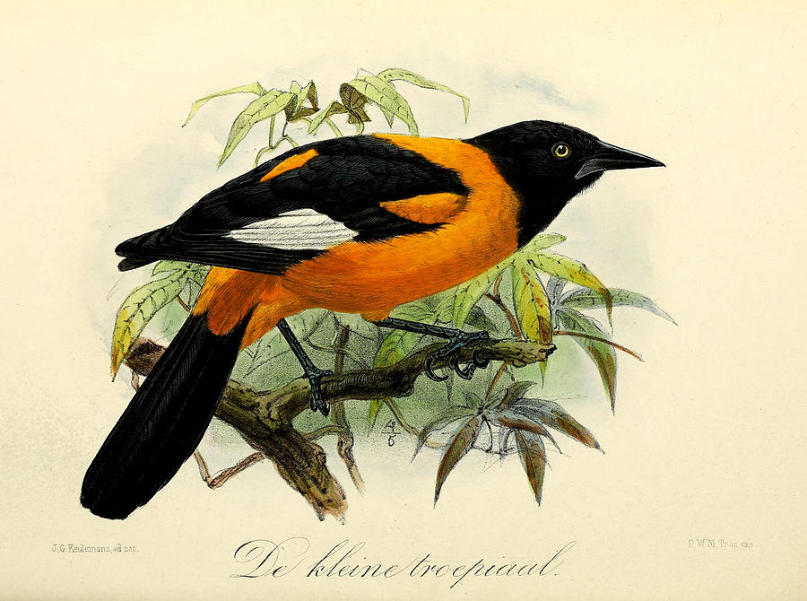 John James Audubon Painting - Small Oriole by Dreyer Wildlife Print Collections 