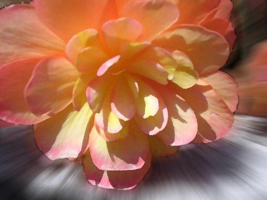 Small Peach Begonia Photograph by Joan-Violet Stretch