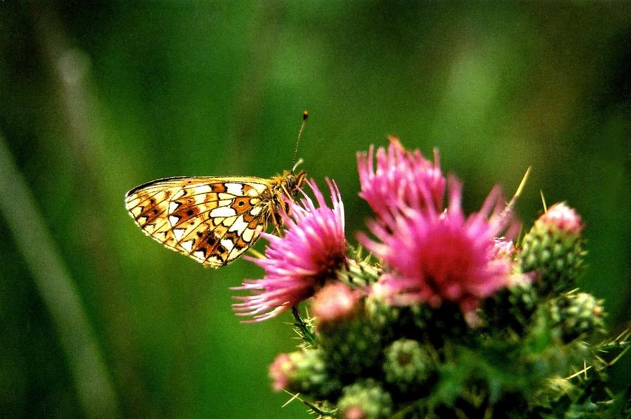 Small Pearl Bordered Fritillary Photograph by Nigel Radcliffe