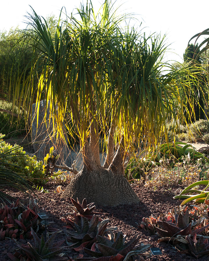 Small ponytail palm Photograph by Sammy Miller - Fine Art America