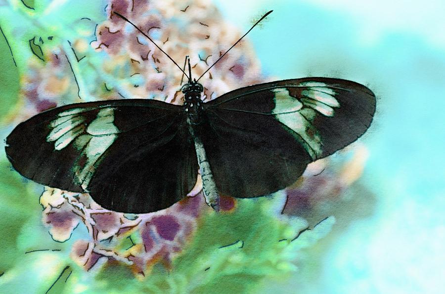 Butterfly Painting - Small Postman Butterfly by Marianna Mills