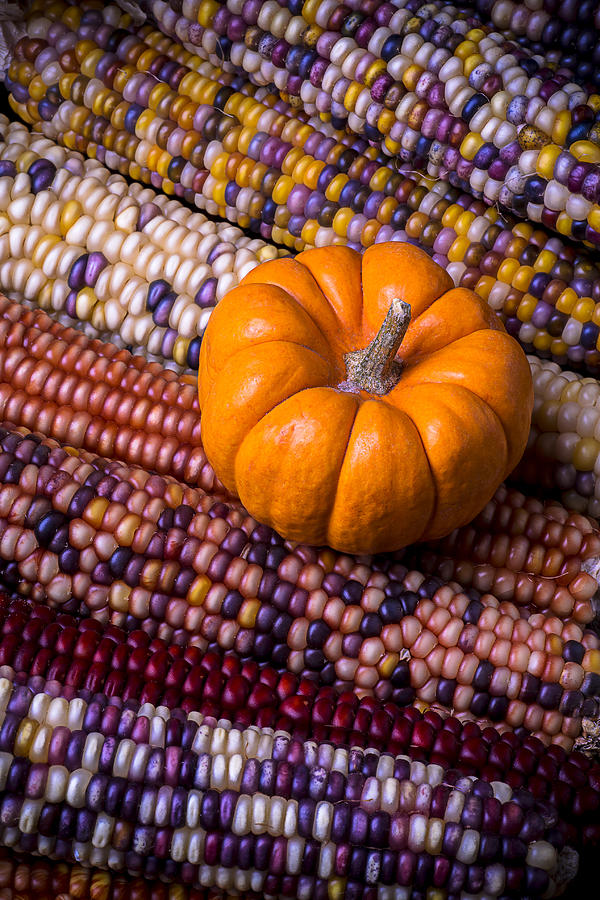Pumpkin Photograph - Small pumpkin with Indian corn by Garry Gay