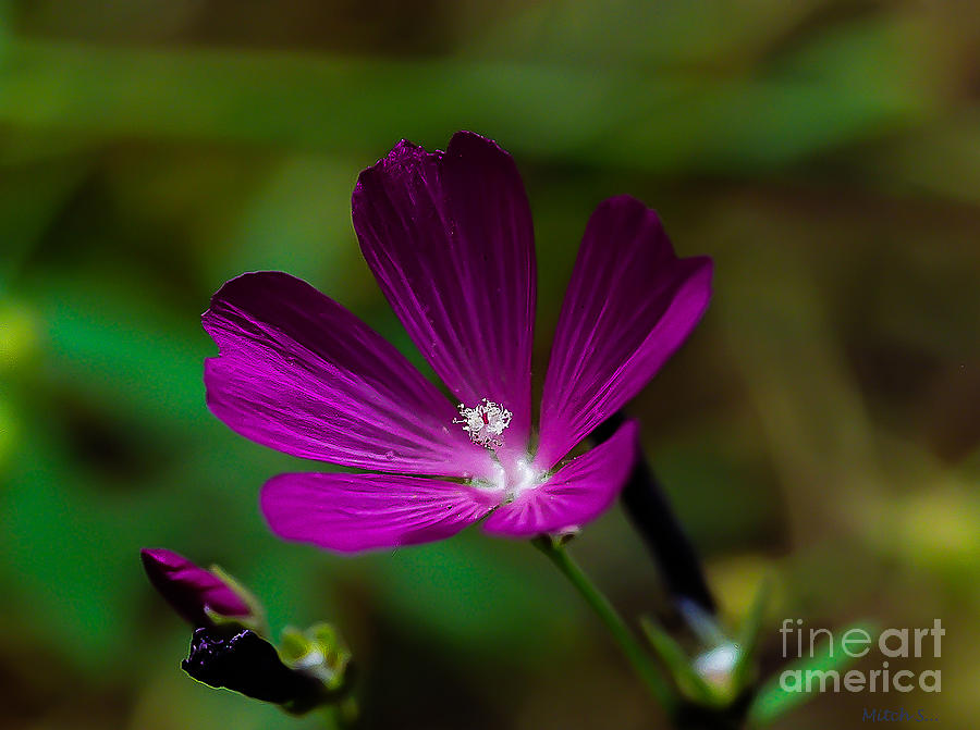 Small Purple Flower Photograph by Mitch Shindelbower