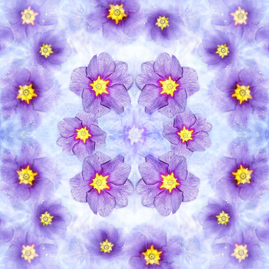 Small Purple Flowers - Light Photograph by Belinda Greb