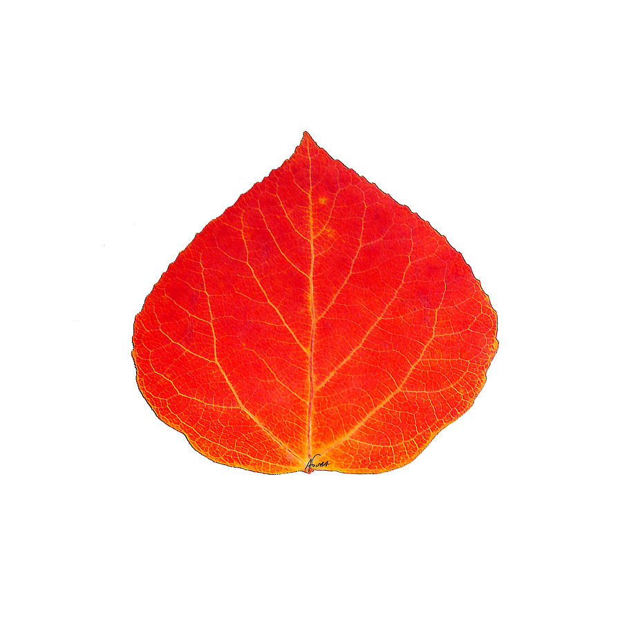 Small Red Aspen Leaf 1 - Print Version Digital Art by Agustin Goba