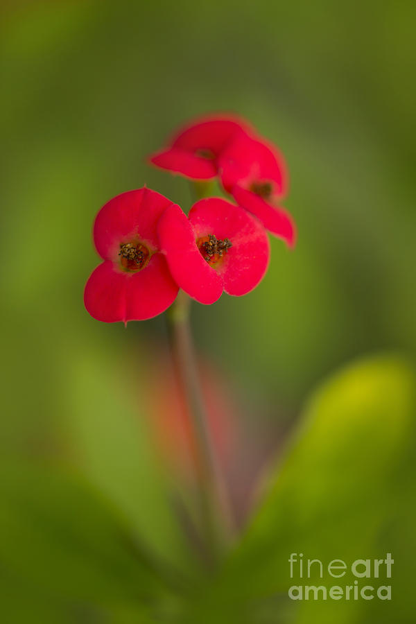 Small red flowers with blurry background Photograph by Jaroslaw Blaminsky