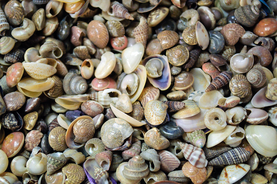 Small Sea Shell Collection Photograph by Tikvahs Hope