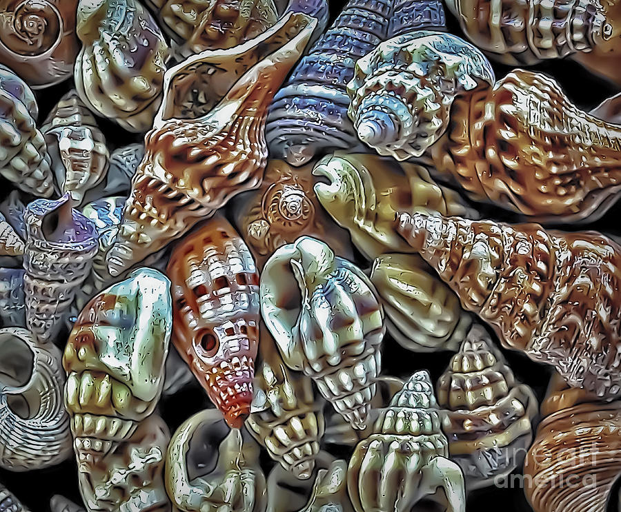 Small Sea Shell Collection Photograph by Walt Foegelle
