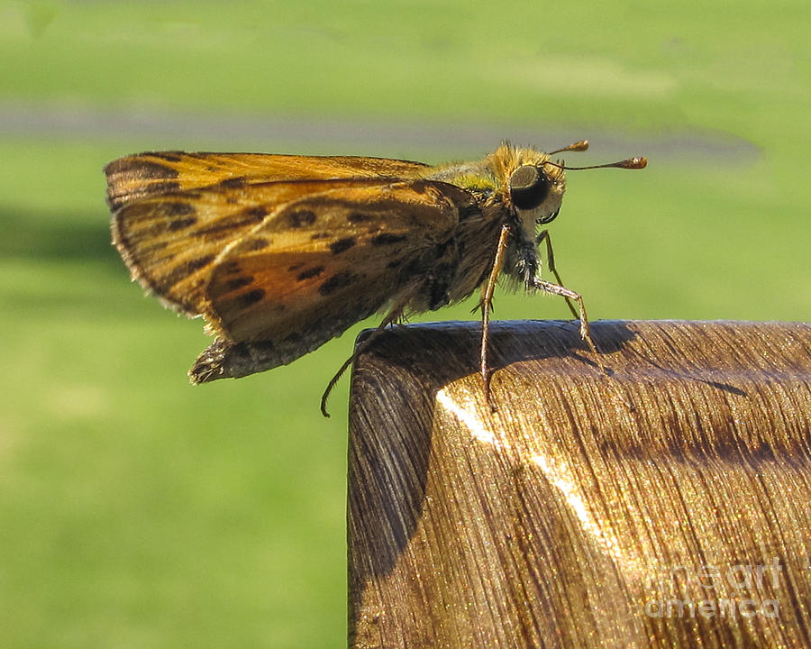 Small Skipper Butterfly Photograph by L J Oakes