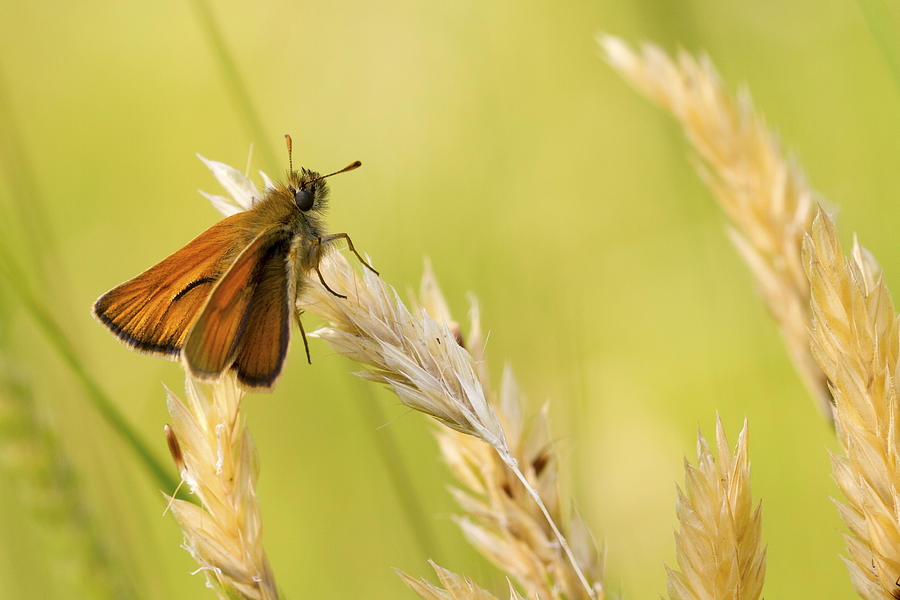 Butterfly Photograph - Small Skipper by Chris Smith