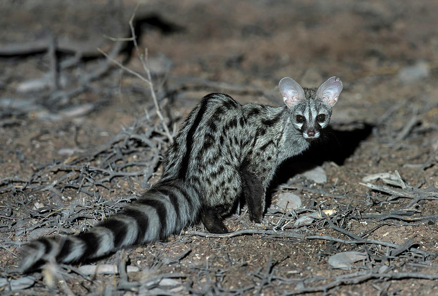 Nature Photograph - Small-spotted Genet by Tony Camacho/science Photo Library