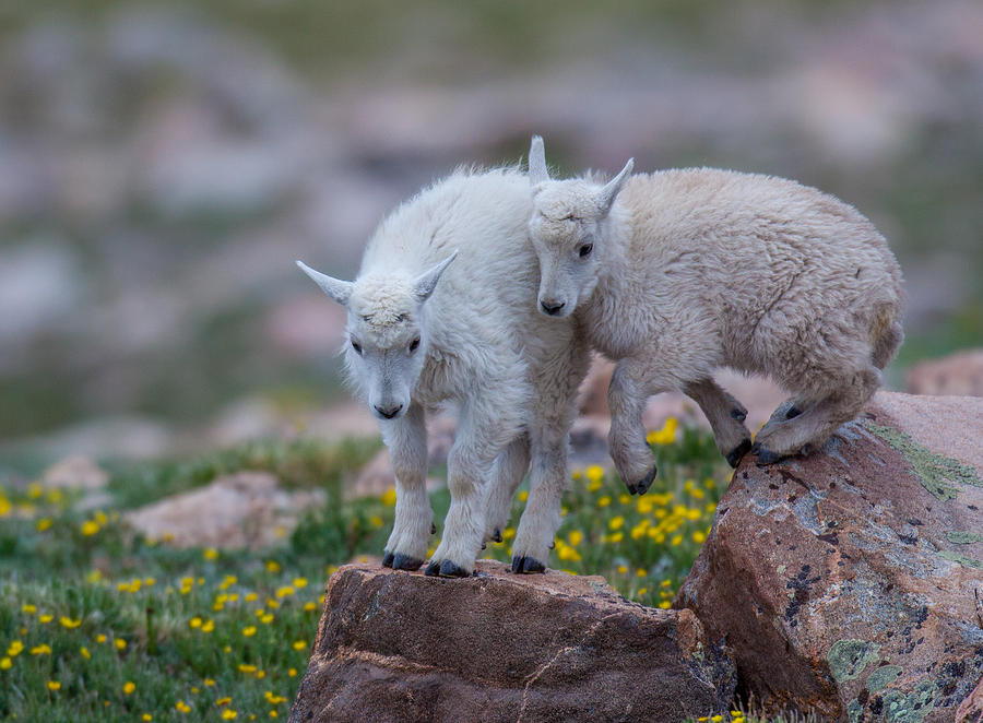 Goat Photograph - Small Steps by Kevin Dietrich