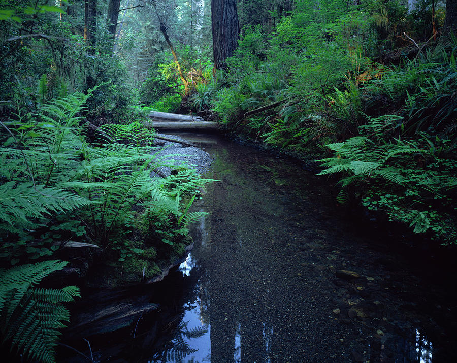 Color Image Photograph - Small Stream Flowing Through Redwoods by Panoramic Images