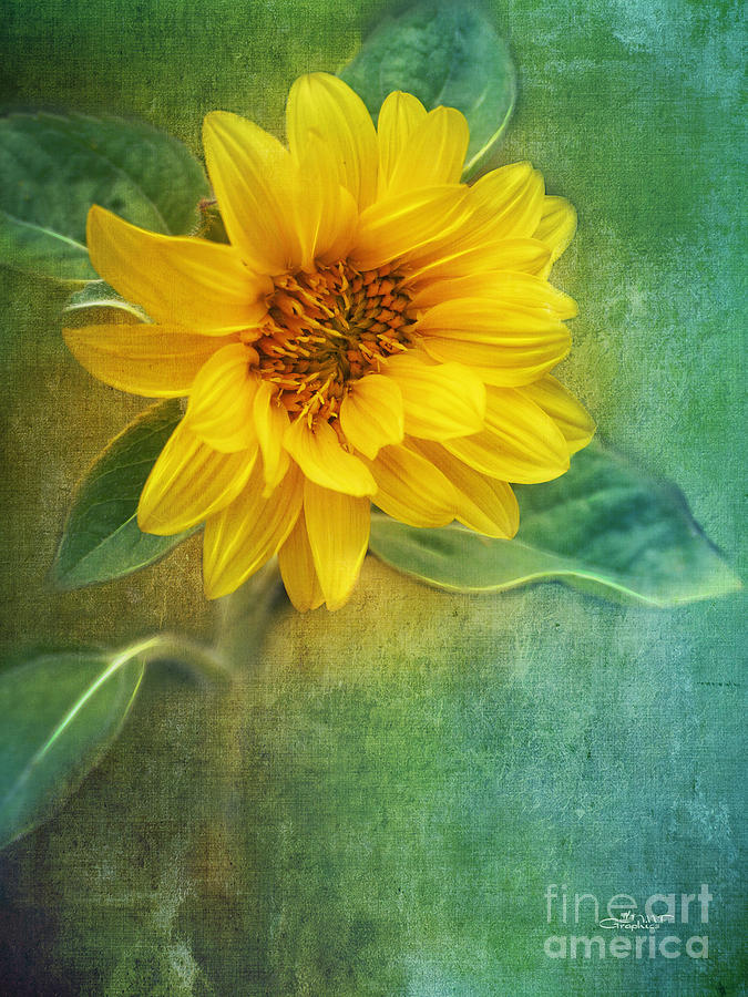 Small Sunflower Photograph by Jutta Maria Pusl