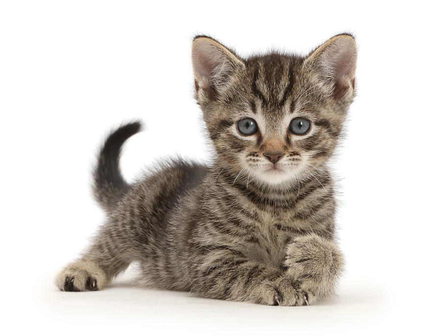 Small Tabby Kitten Photograph by Mark Taylor - Fine Art America
