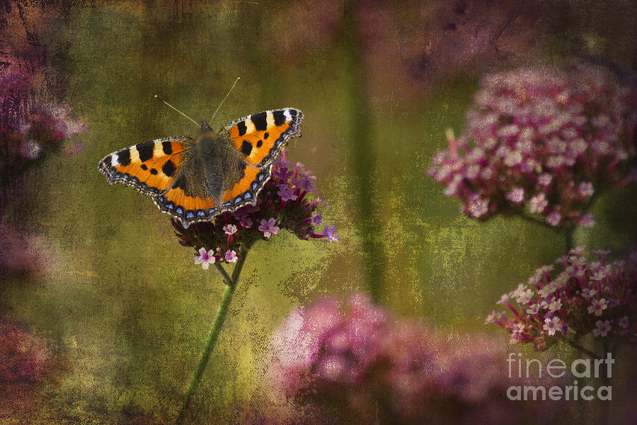 Small Tortoiseshell Butterfly Photograph by Clare Bambers