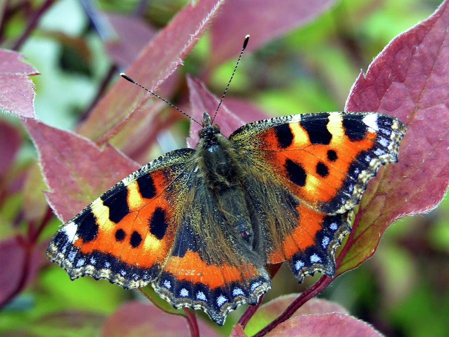 Nature Photograph - Small Tortoiseshell Butterfly by Ian Gowland/science Photo Library