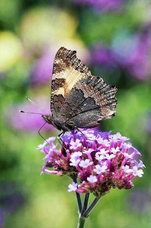 Butterfly Photograph - Small Tortoiseshell Butterfly by John Devries/science Photo Library