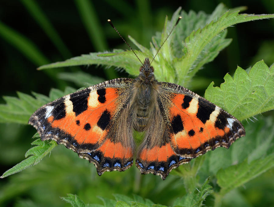 Small Tortoiseshell Butterfly Photograph by Nigel Downer - Fine Art America