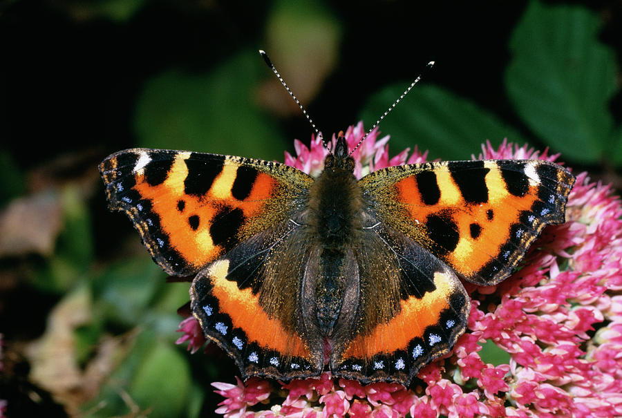 Wildlife Photograph - Small Tortoiseshell Butterfly by Sinclair Stammers/science Photo Library