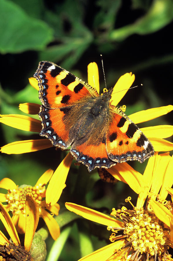 Butterfly Photograph - Small Tortoiseshell Butterfly by Tony Wood/science Photo Library