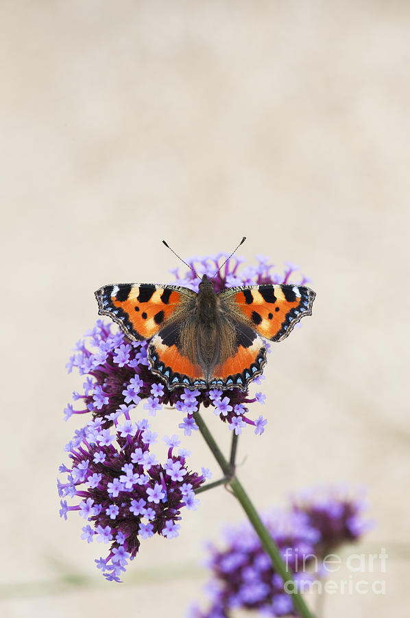 Butterfly Photograph - Small Tortoiseshell on Verbena by Tim Gainey