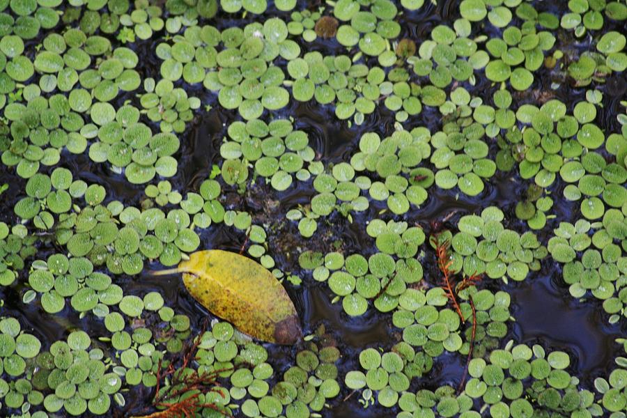 Small Water Plants In The Swamp Photograph by Chuck Hicks - Fine Art ...