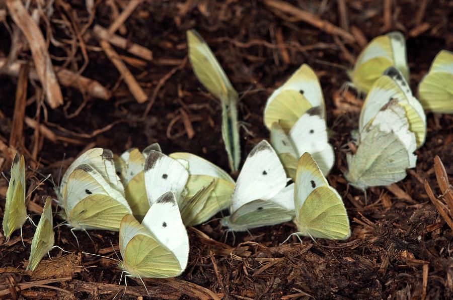 Animal Photograph - Small White Butterflies On Cow Dung by Dr. John Brackenbury/science Photo Library